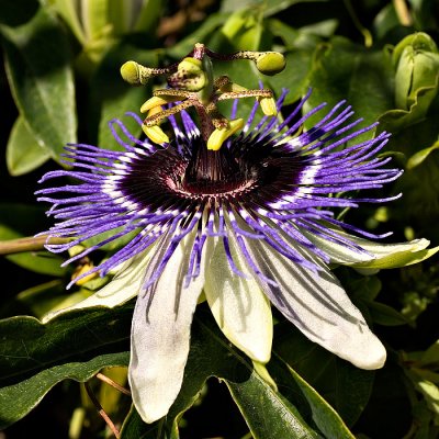 Spring Flower