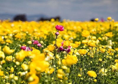 Carlsbad Flower Fields.