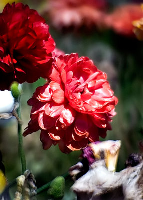 Carlsbad Flower Fields.