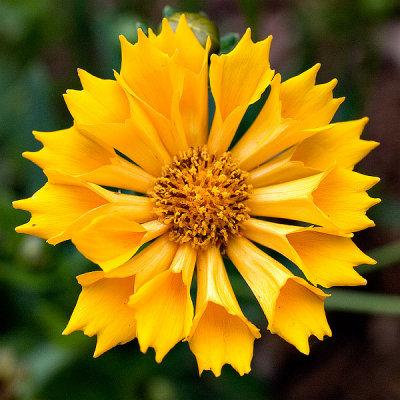 Yellow Garden Flower