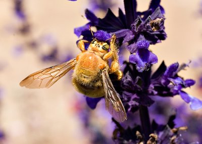 Garden Bug