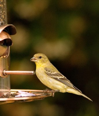 Bird