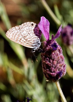 Small Butterfly