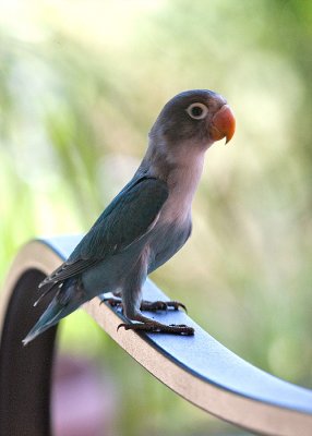 Young Parrot