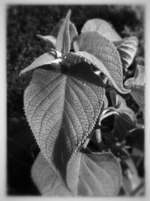 Leaf