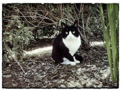 Cat in the Yard