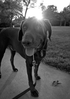 The Dog and Light
