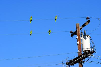 Parrots On A Wire