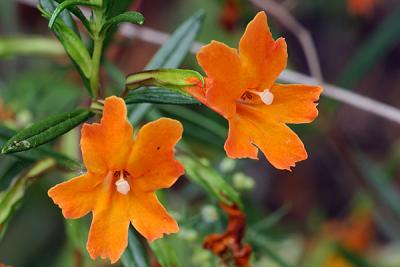 Orange Flowers