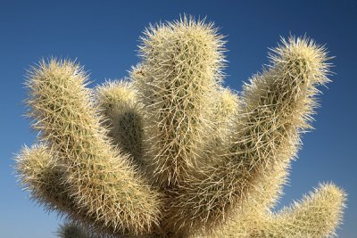 Joshua Tree Cholla