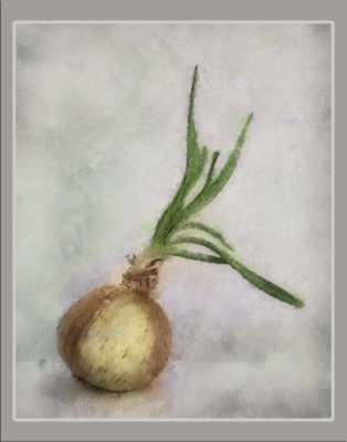 Sprouted Onion