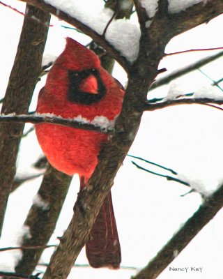 CardinalSnowPixelBender.jpg