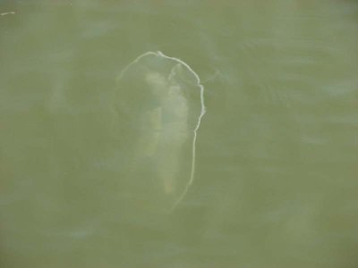 IMG_0488.jpg