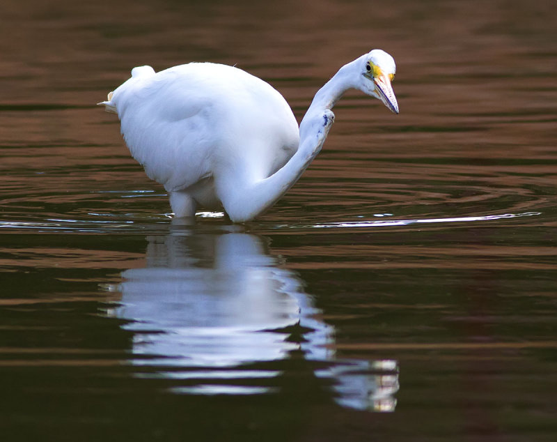 Egret