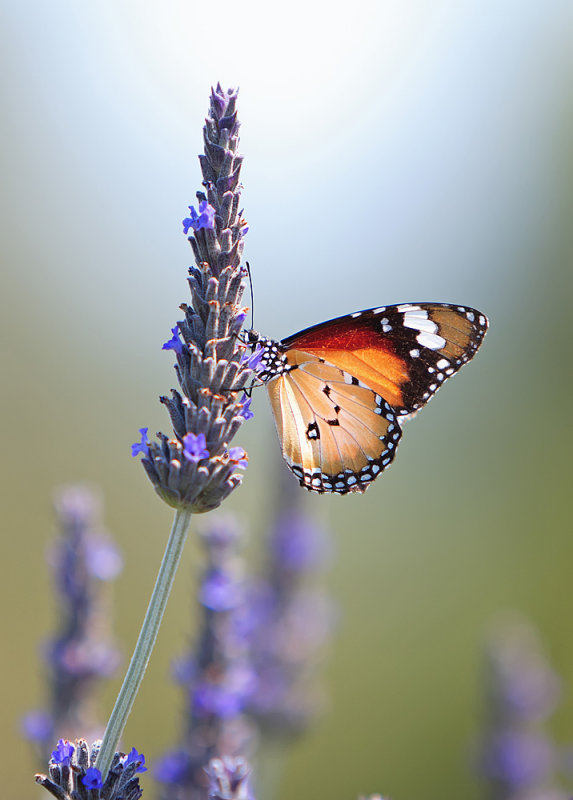 Amongst the Lavender