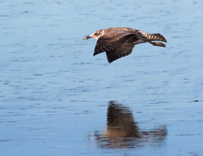 Pacific Gull New Bright Beach