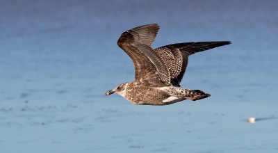 Pacific Gull New Bright Beach