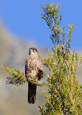 New Zealand Falcon