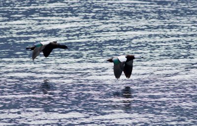 Doubtful Sound