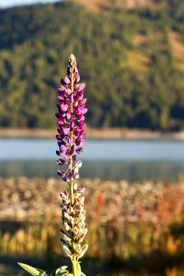 Lupins at Lake Tekapo