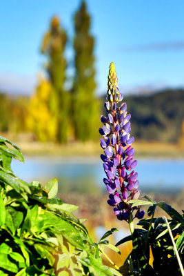 Lupins at Lake Tekapo