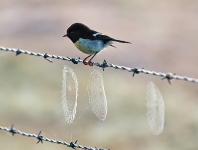 Webbed Barbs plus Bird