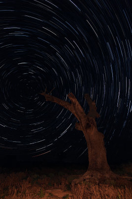 Dead Gum Startrail