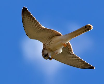 Nankeen Kestral