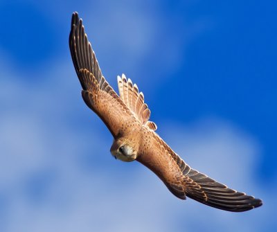 Nankeen Kestral