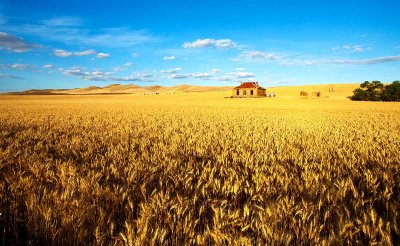 Ready to Harvest