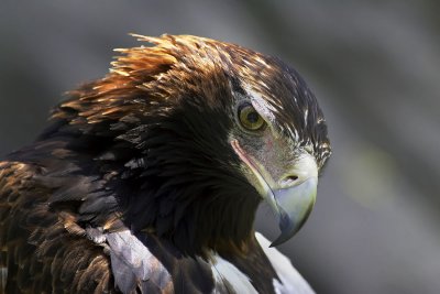 Wedgtail Eagle