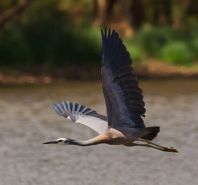 White Faced Heron