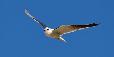 Black Shouldered Kite