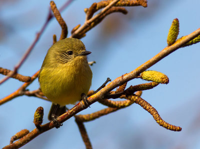 Yellow Thornbill juvenile (?)