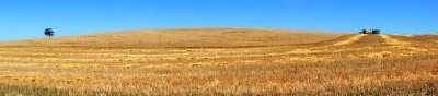 The Harvest pano.jpg