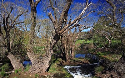 Country Stream