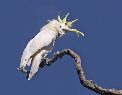 Sulphur Crested Cockatoo