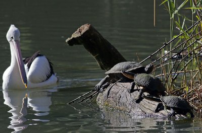 Turtle Log