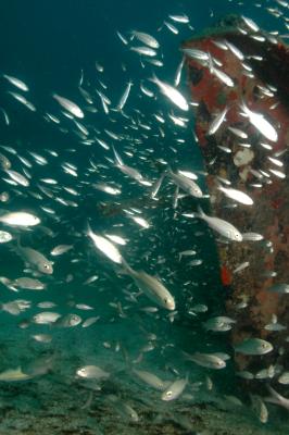 st_martin_diving