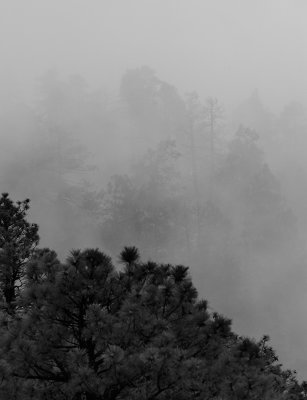 Into The Mist (B&W)