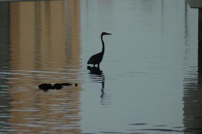 Herons