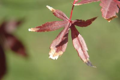 Fall