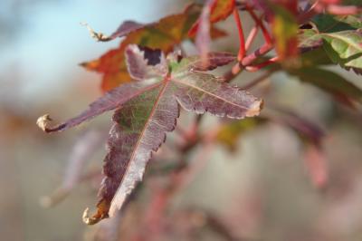 Fall