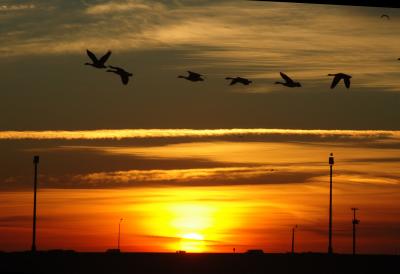 SunRise with Birds