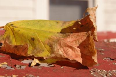 Fall