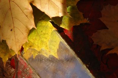 Fall