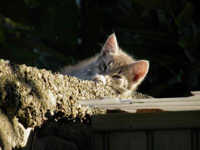 Chatons de Billre