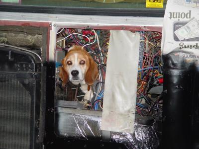WHILE WORKING ON THE WIRING ON THE 'BIRD, I FOUND A FEW BUGS AND .................A BEAGLE TOO!!