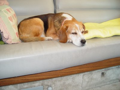 BUDDY DOING WHAT HE DOES BEST