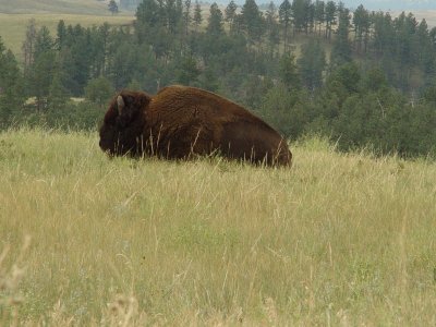 THIS BISON WAS JUST RELAXING ALONGSIDE OF THE ROAD IN CUSTER STATE PARK